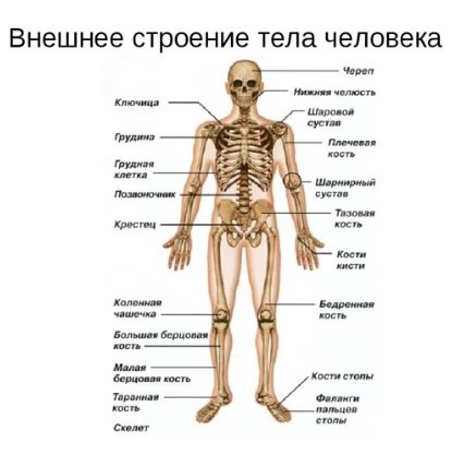 Внешнее строение тела человека